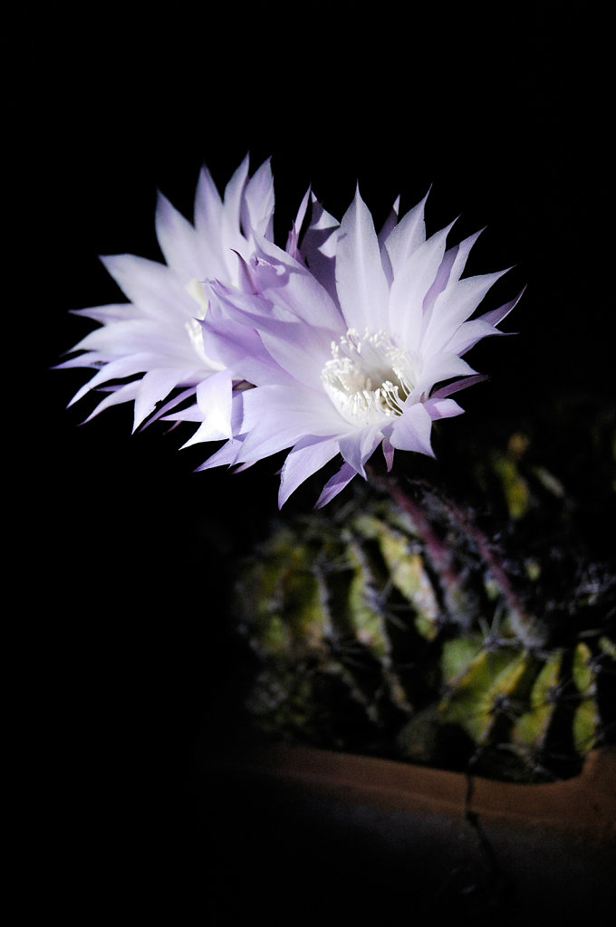 Cactus in Bloom