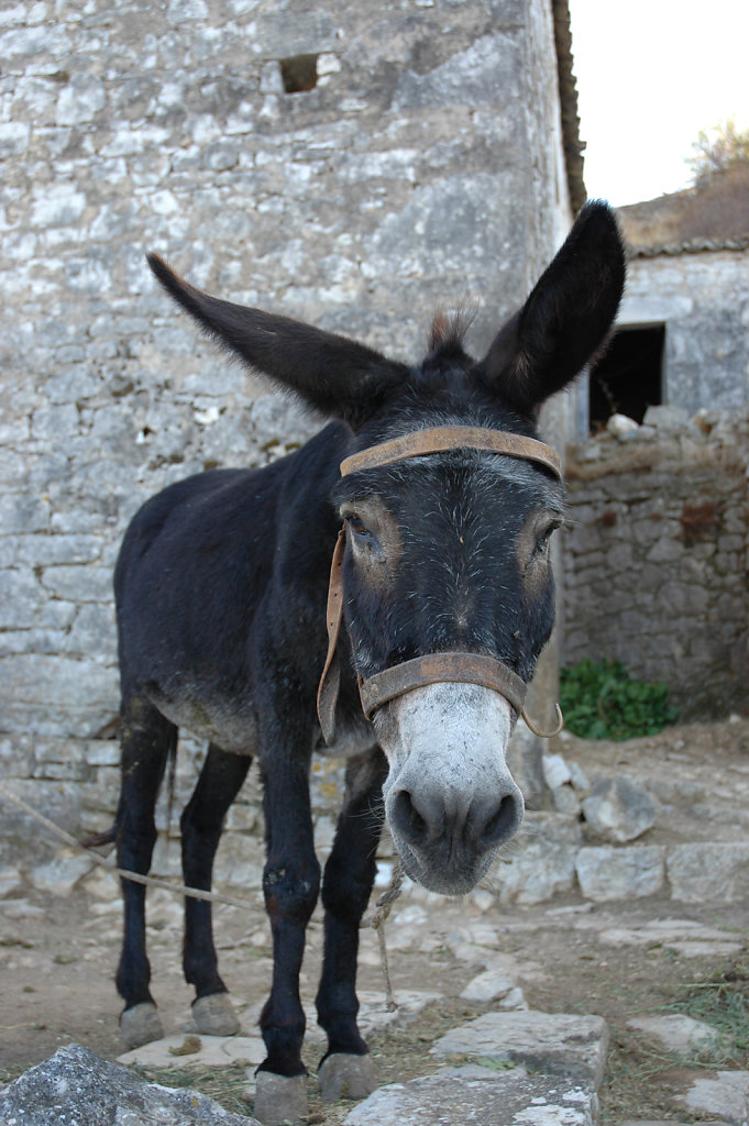 Kioni Donkey