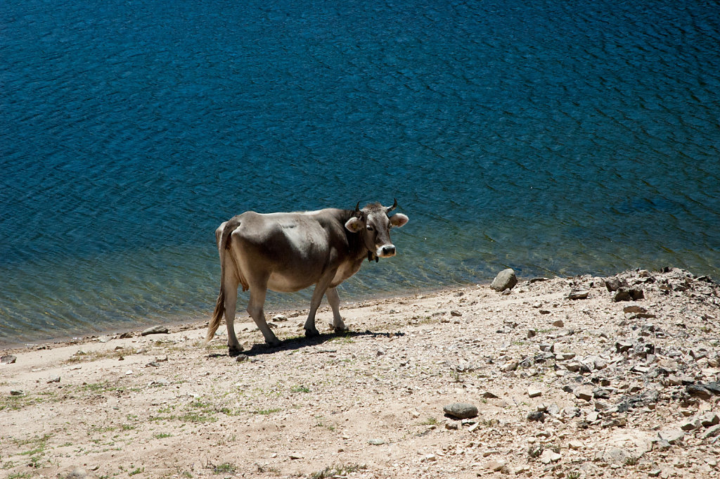 lago-di-gusana-cattle-02.jpg