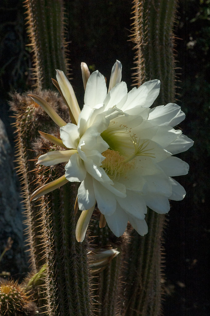 Cacti in Flower, Orosei