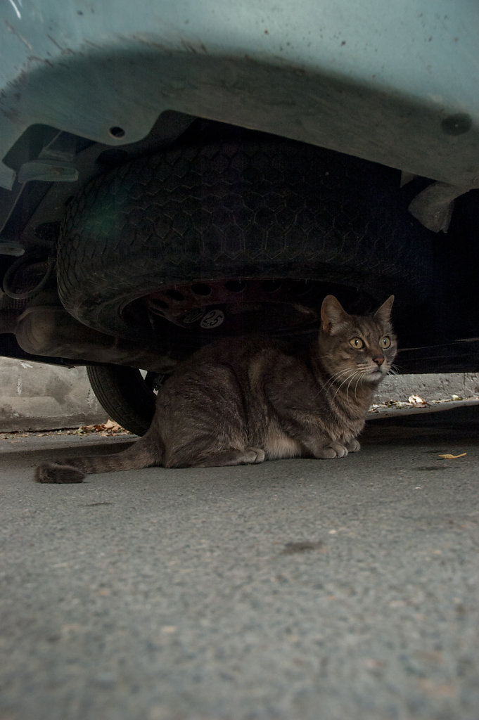 arles-street-cat.jpg