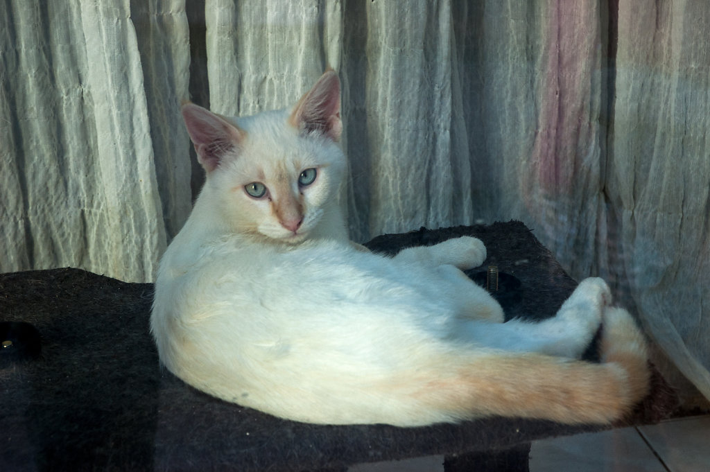 Florensac Cat in a Window