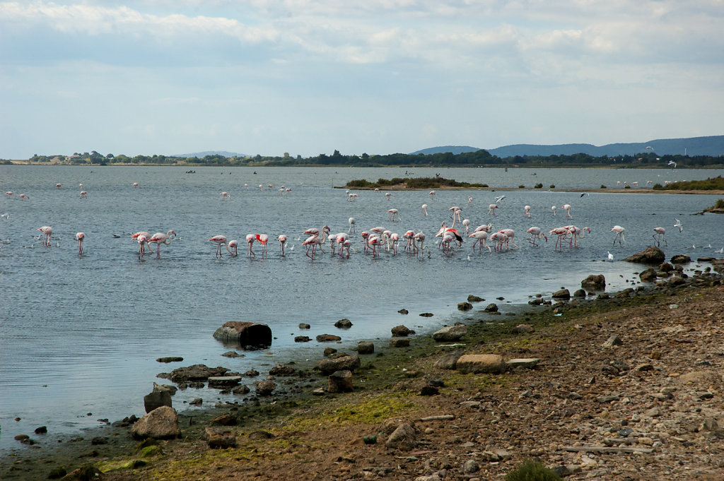 flamingoes-etang-de-larnel.jpg