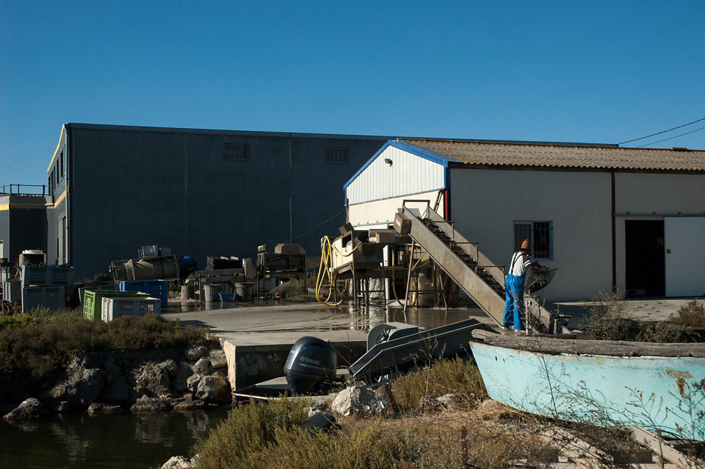 Etang de Thau, Shellfish Farming