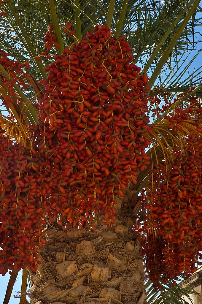 Cefalu date palm