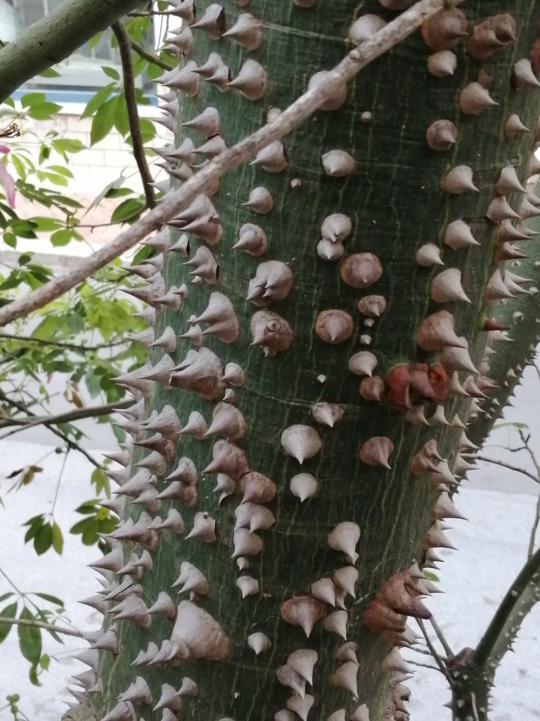 Silk Floss Tree, Castellammare de Golfo