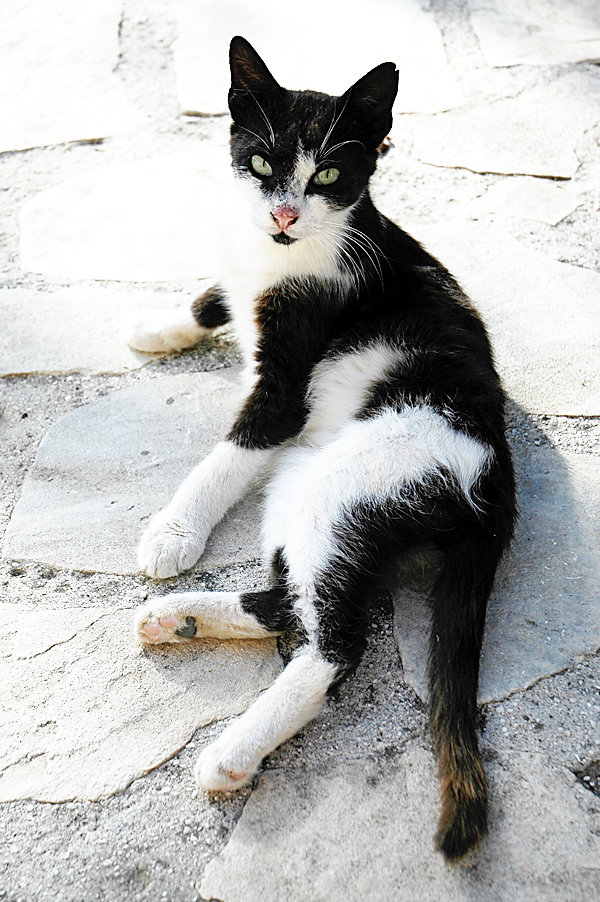 One of Donatella's Cats