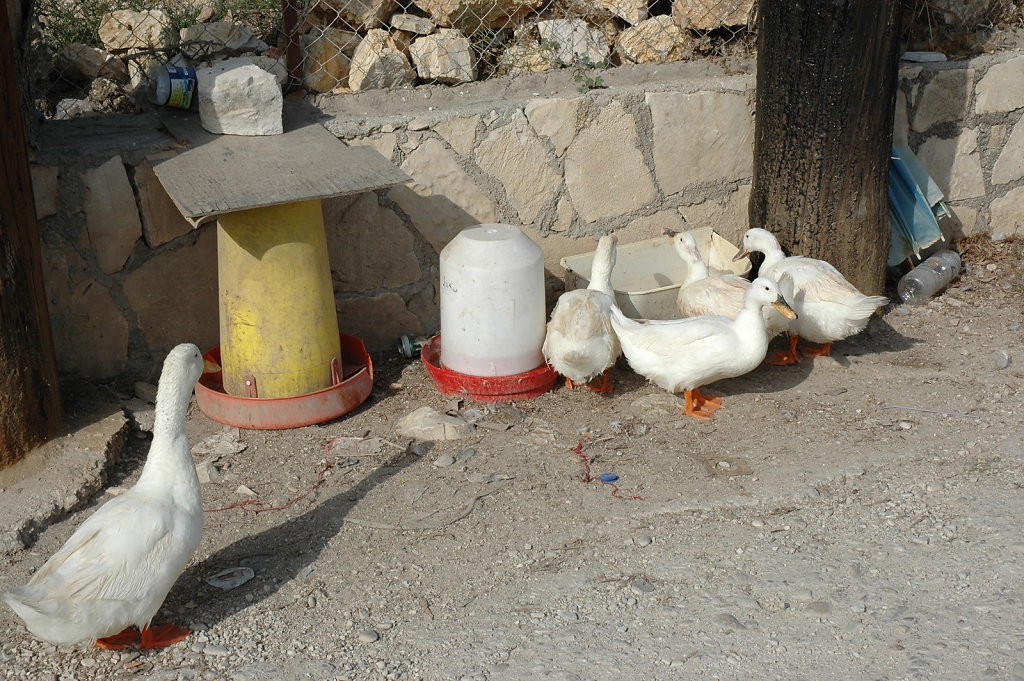 Dusks, Lakka Harbour