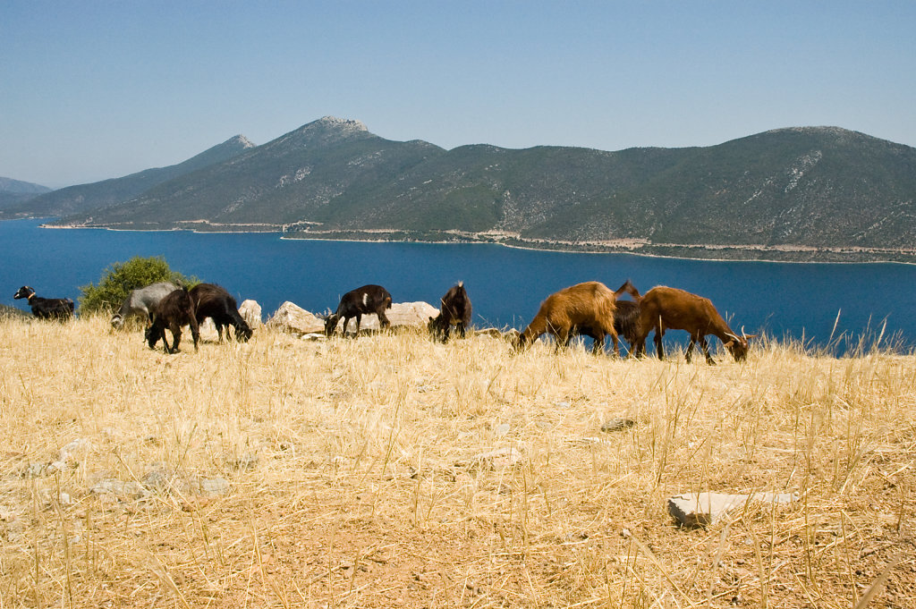 Pelion goats