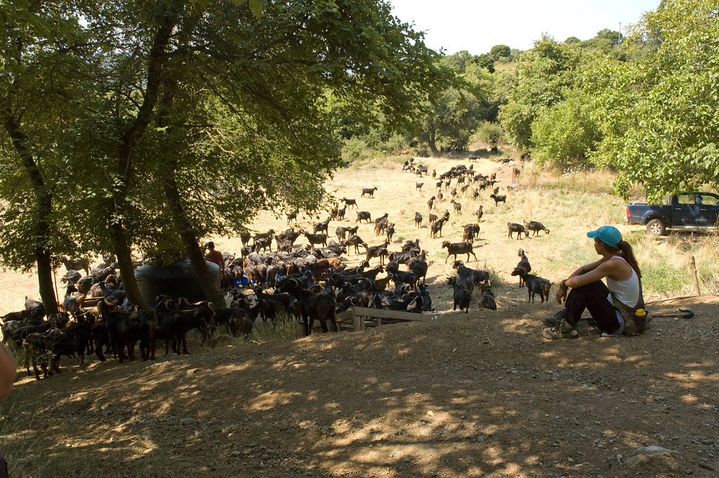 Pelion goat herd