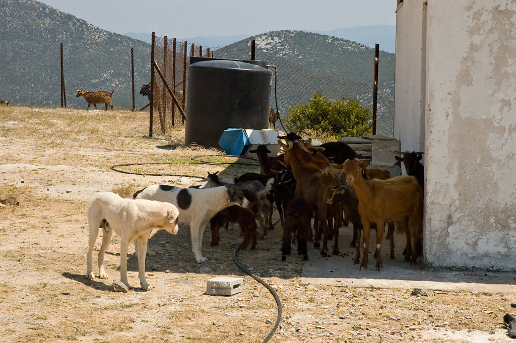 Pelion goat guards