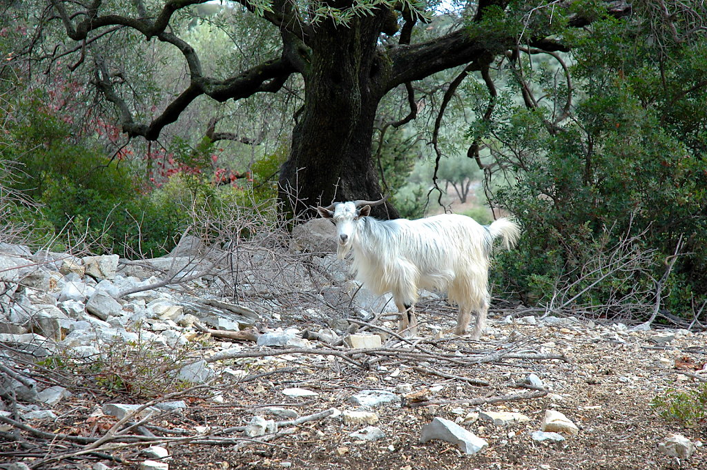 Elias's Goat
