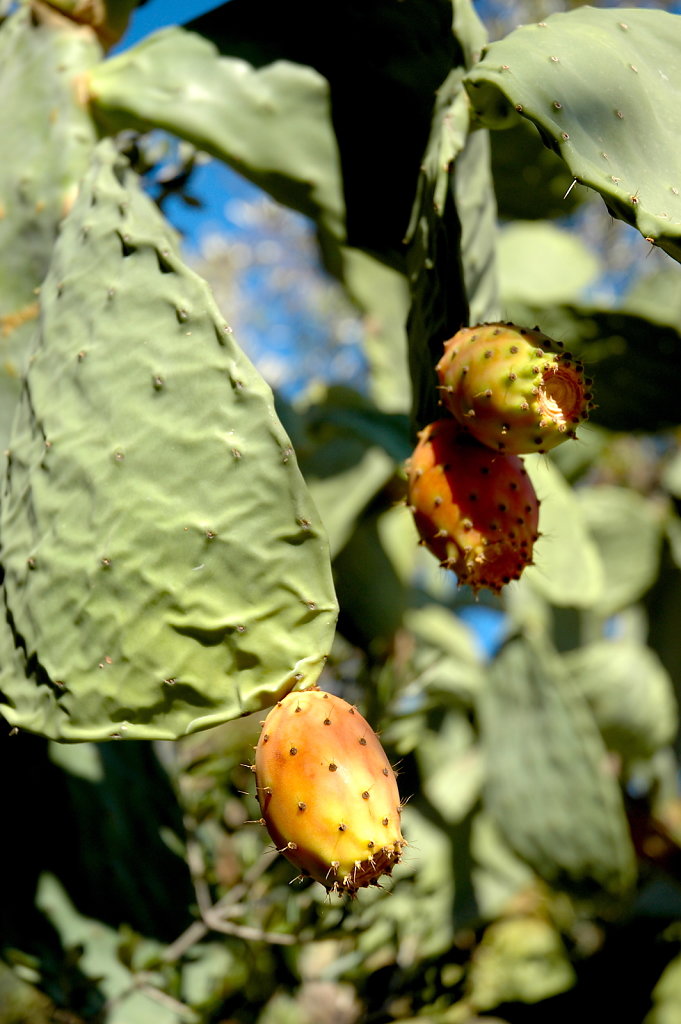 Barbary Fig