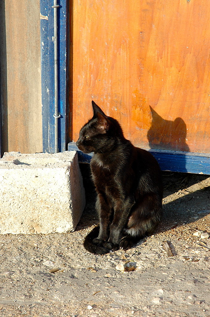 cat-waiting-f52950216-01.jpg