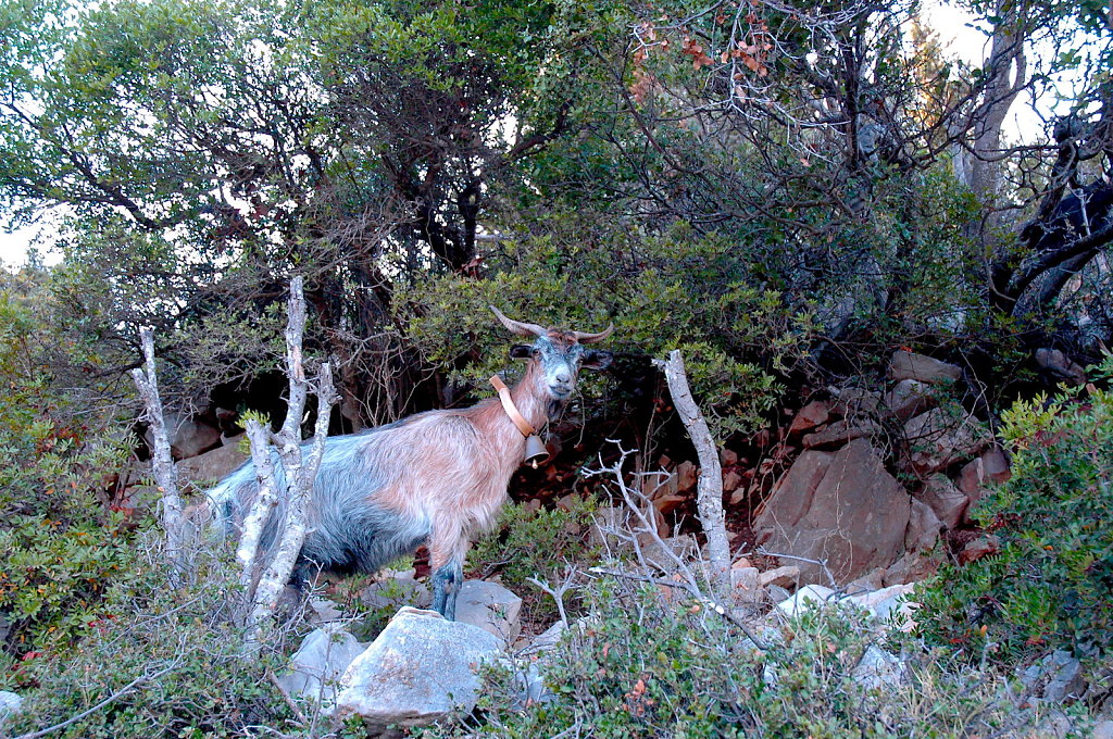 Elias's Goats