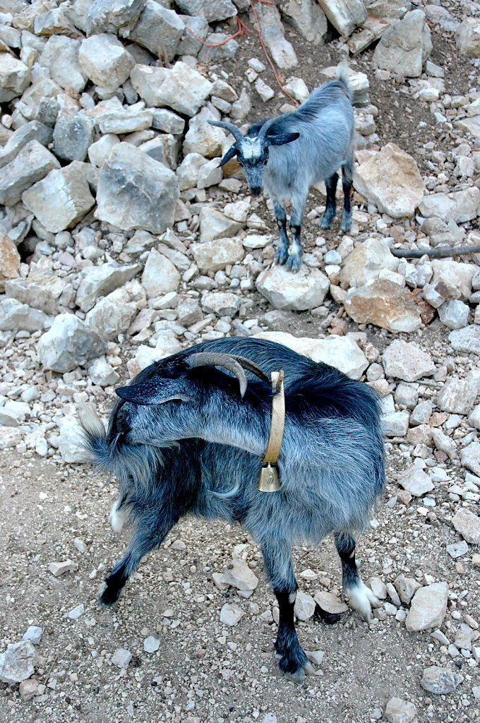 Elias's Goats